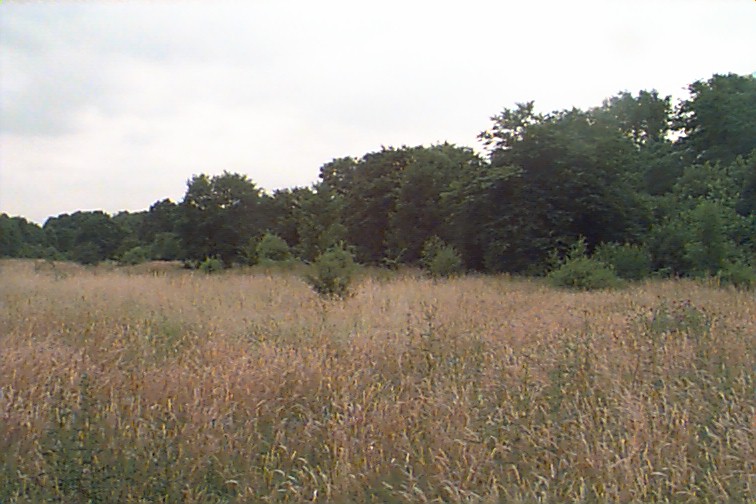 Streuobstwiese Nssenbergerbusch