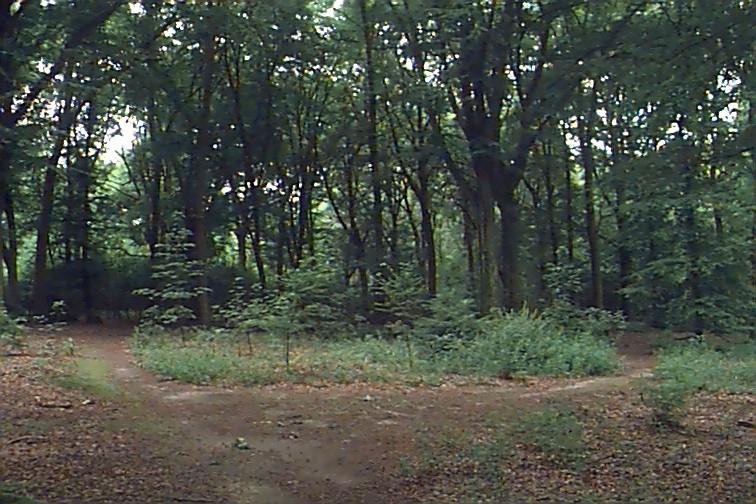 N�sserberger Forst