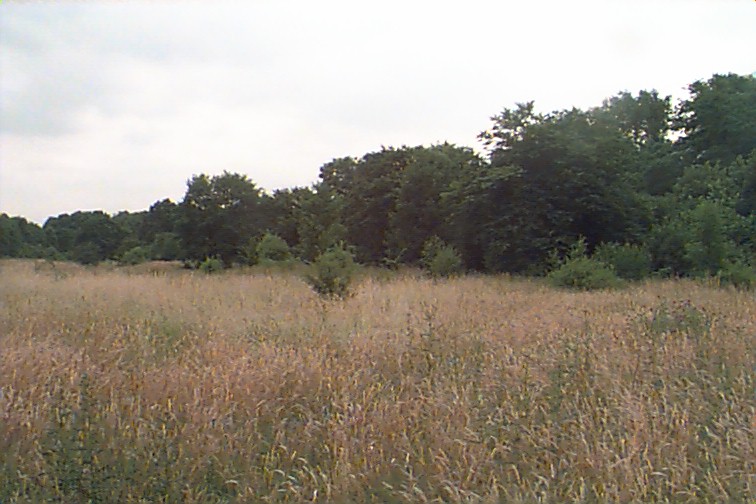 Streuobstwiese N&uuml;ssenbergerbusch